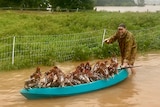 A man walks through floodwaters pushing dozens of drenched chickens on a kayak.