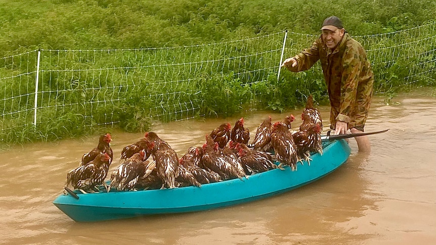 A man walks through floodwaters pushing dozens of drenched chickens on a kayak.