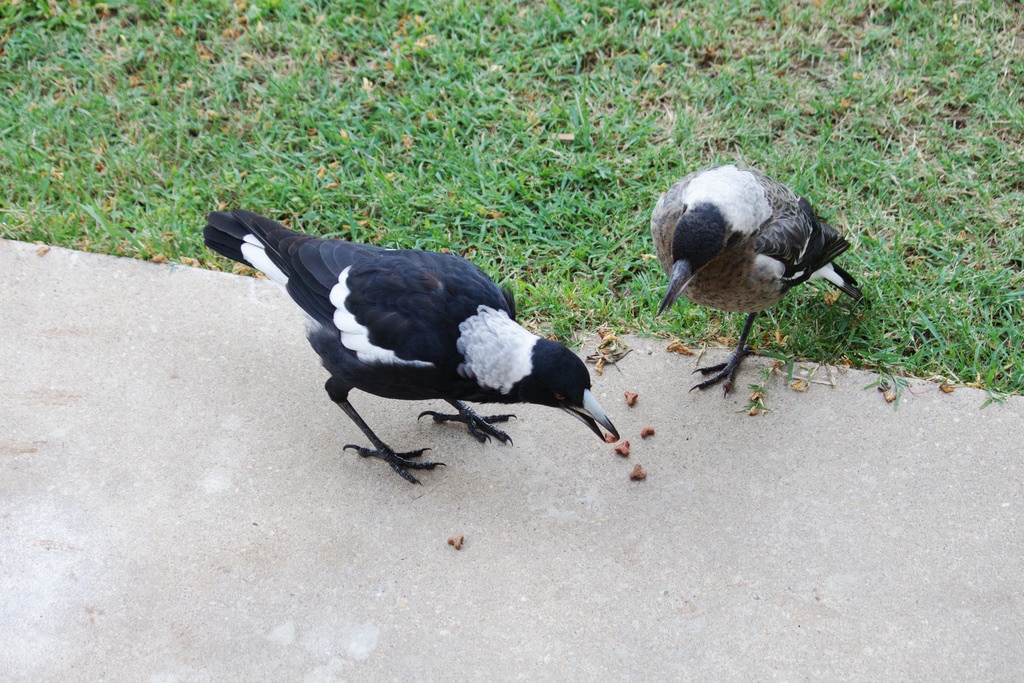 If you love feeding magpies, your kindness could be killing them ABC News