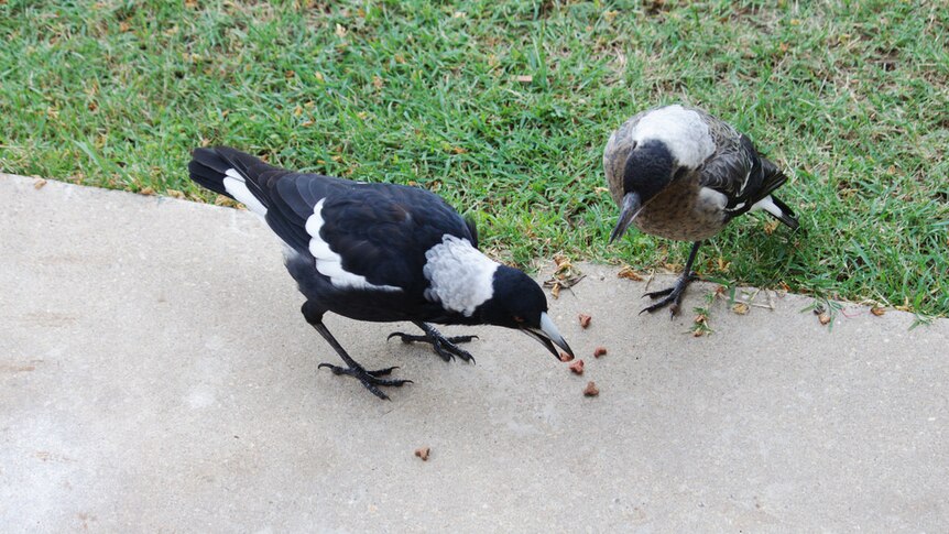 Two magpies eating dry dog biscuits off a concrete pathway.