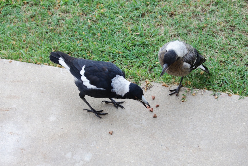 Two magpies eating dry dog biscuits off a concrete pathway.