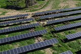 Aerial of sheep wandering among the solar panels at Numurkah solar farm