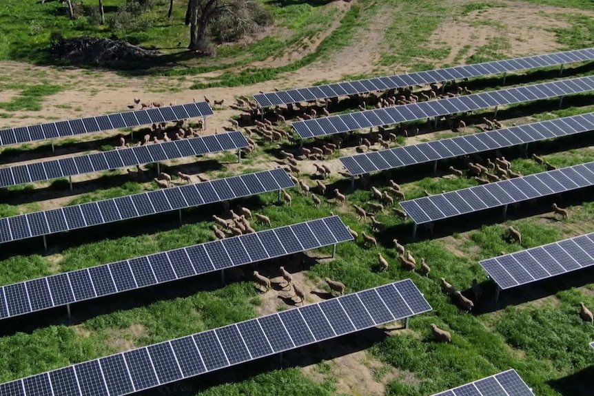 Aerial of sheep wandering among the solar panels at Numurkah solar farm