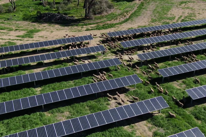 Aerial of sheep wandering among the solar panels at Numurkah solar farm.