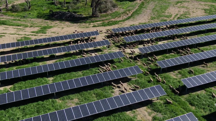 Aerial of sheep wandering among the solar panels at Numurkah solar farm