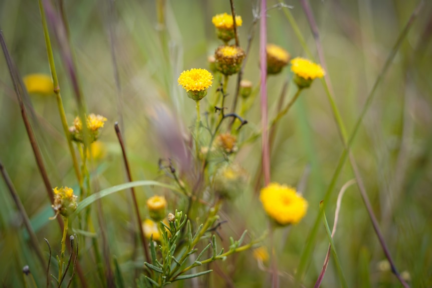 Yellow daisies pop up among tall grass