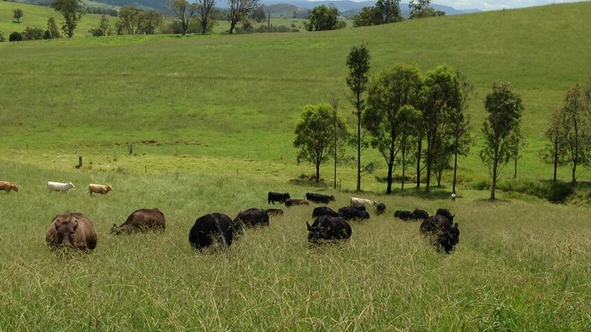 Cattle stand in a paddock.