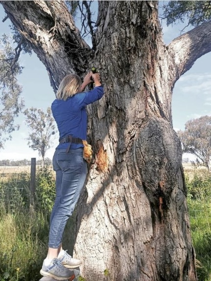 Candice installing one of her recorders in a tree