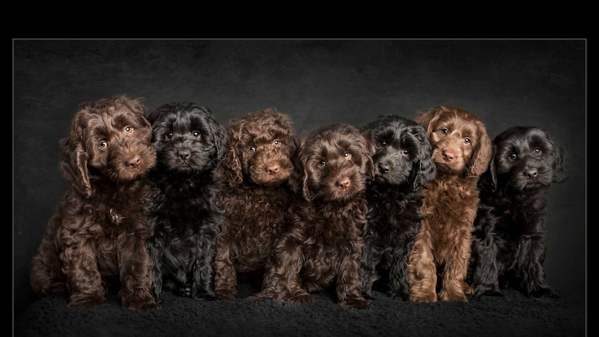 Puppies lined up for a photo.