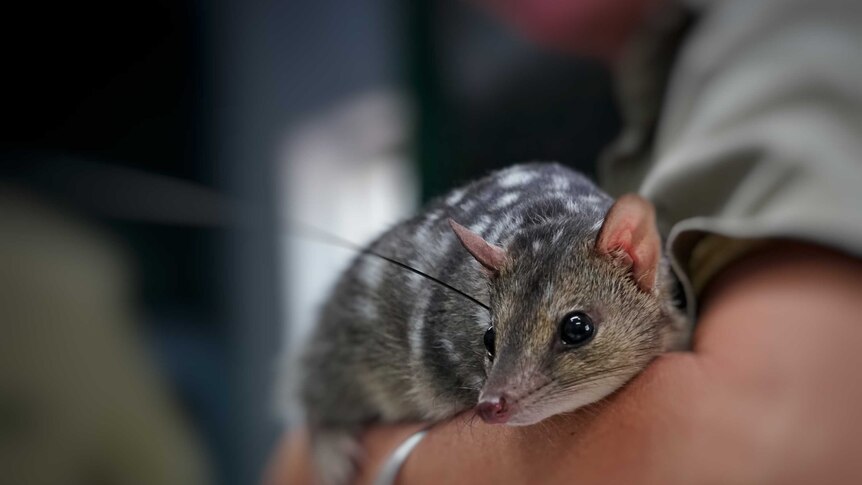 It's hoped the Territory quolls will adapt to pests like their Queensland cousins