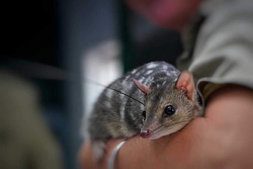 It's hoped the Territory quolls will adapt to pests like their Queensland cousins