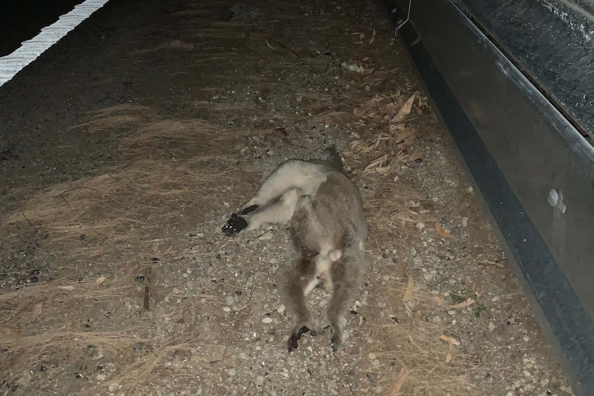 Dead koala laying beside a guardrail at night.
