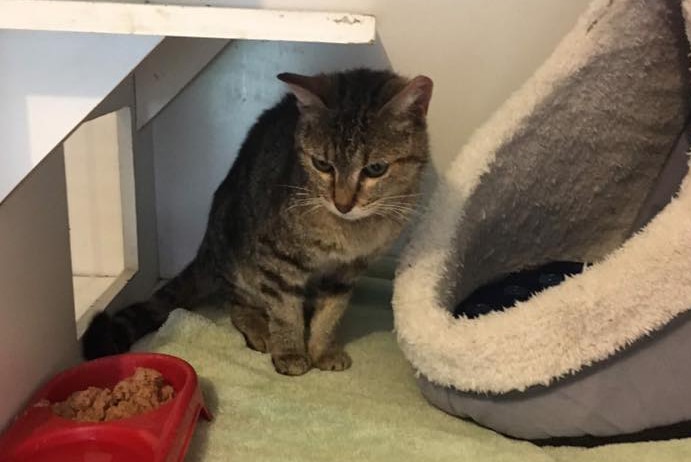 Lucy with bed and food bowl.