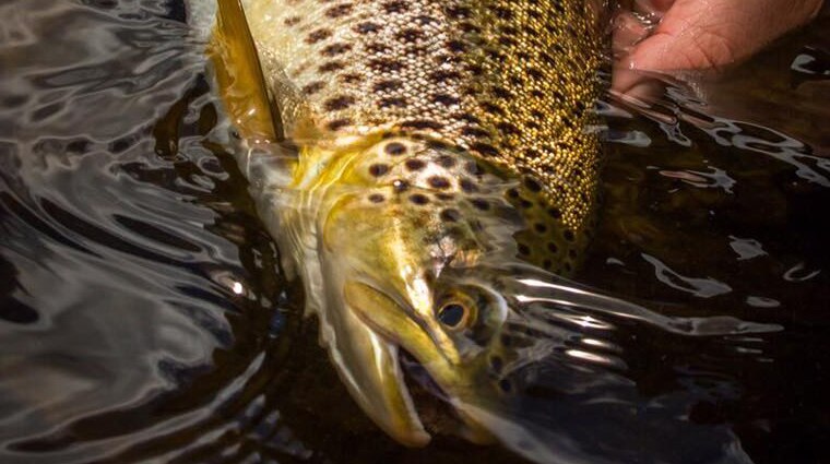 Trout held by fisherman's hands, Tasmania.