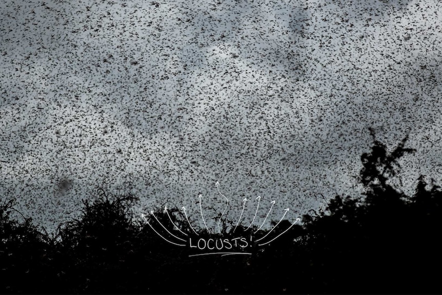 The sky is dotted with black insects like a galaxy of stars.
