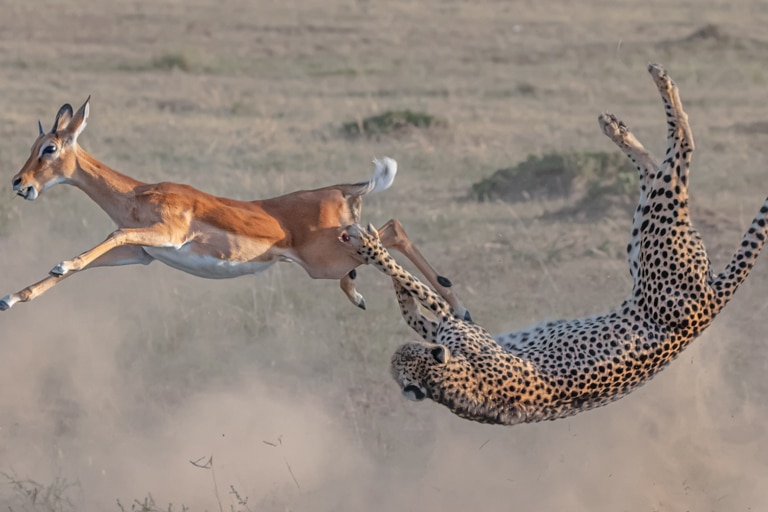 a cheetah is upside down, mid-air as it tries to catch an antelope