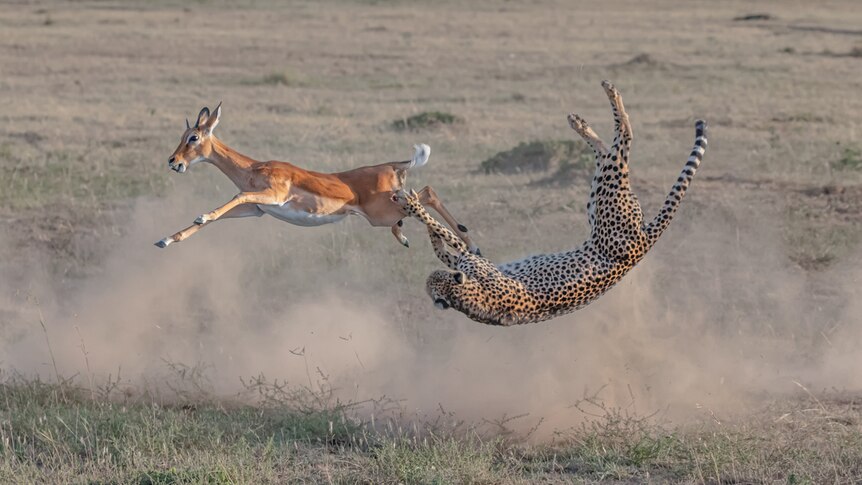 a cheetah is upside down, mid-air as it tries to catch an antelope