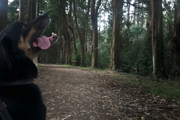 Graham Panther's dog in a forest setting for story about mental health care plans.