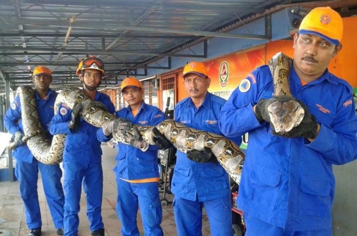 Members of Malaysia’s Civil Defence Force, dressed in blue overalls, hold the python on their shoulders.
