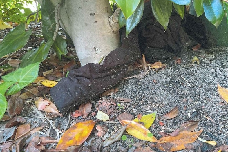 Black clothing at the bottom of a tree surrounded by sand.