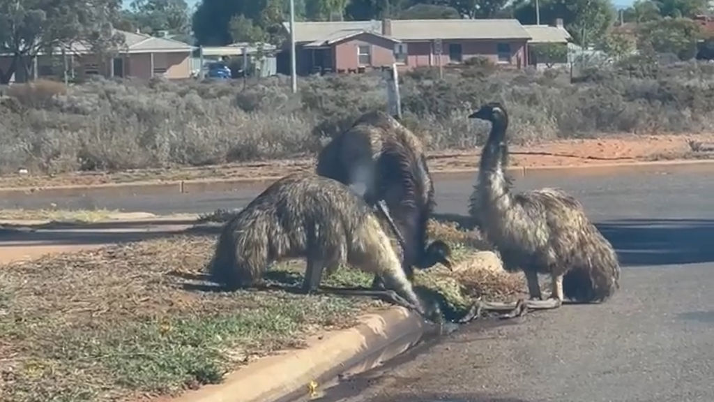Severe drought sees emus and other wildlife in search of water - ABC News