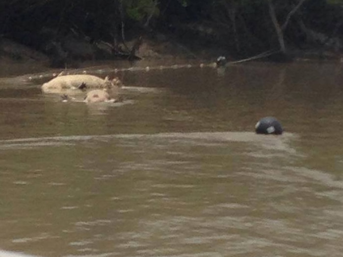 Crocs caught in net on NT waterway
