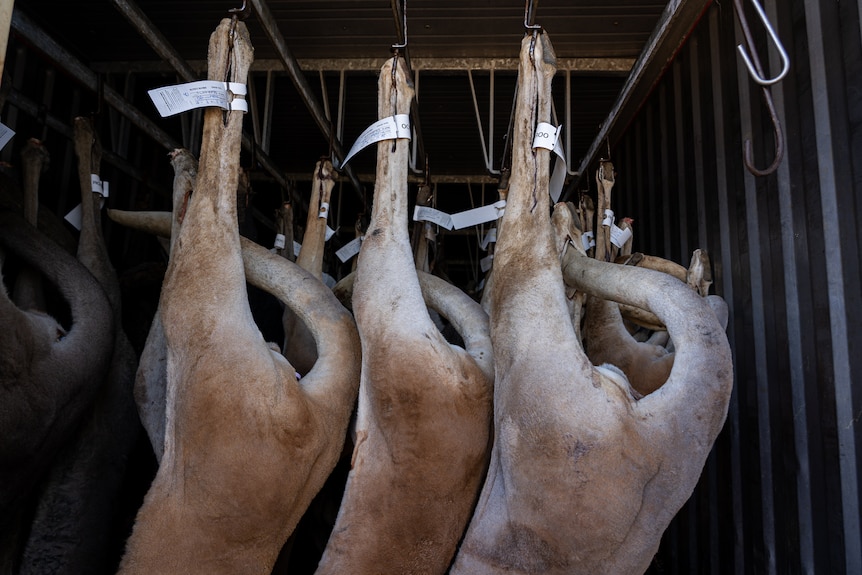 Dead kangaroos hang by their hind legs.