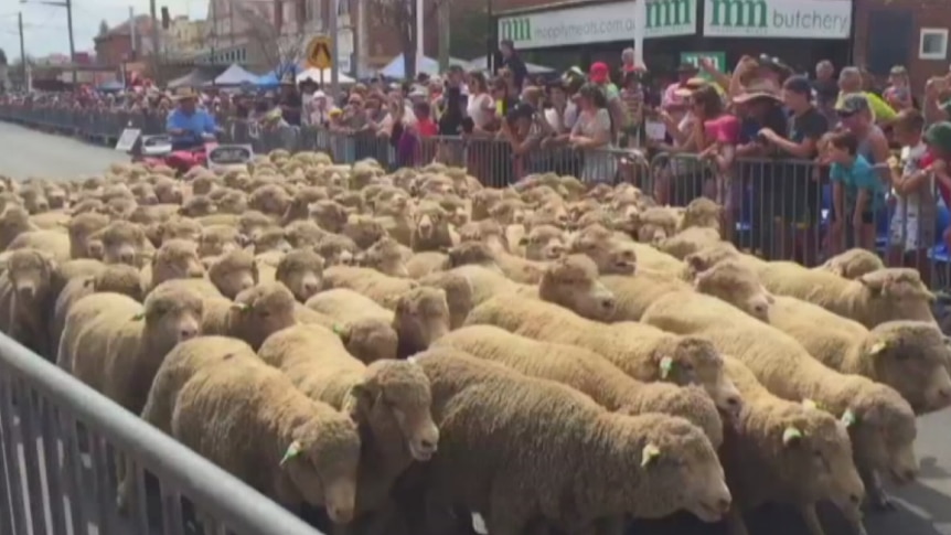 Running of the sheep