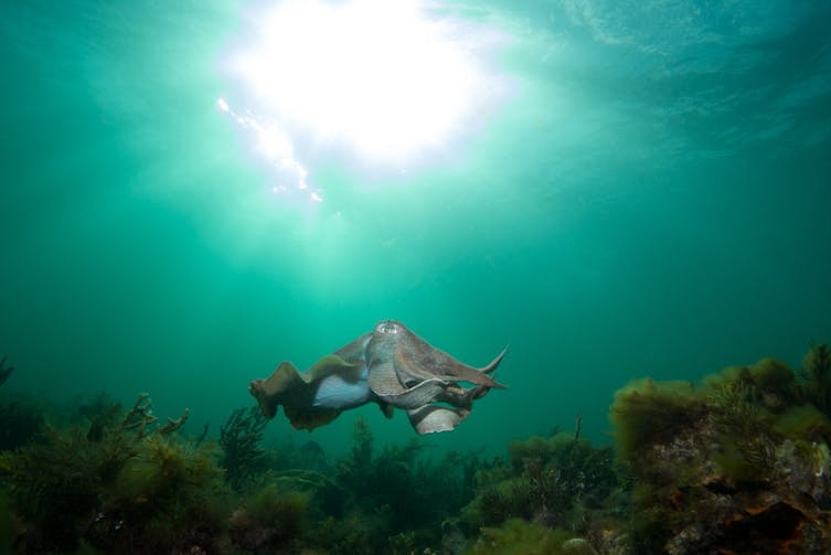 Cuttlefish gather in only a few metres of water in the Upper Spencer Gulf.