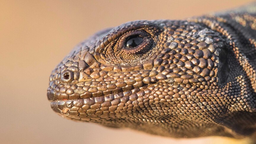 An extreme close up of a scaly lizard.
