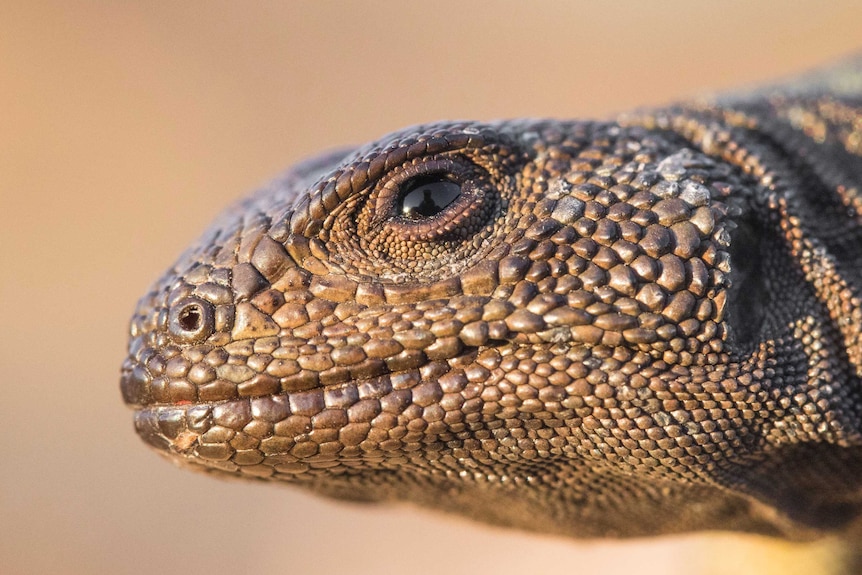 An extreme close up of a scaly lizard.