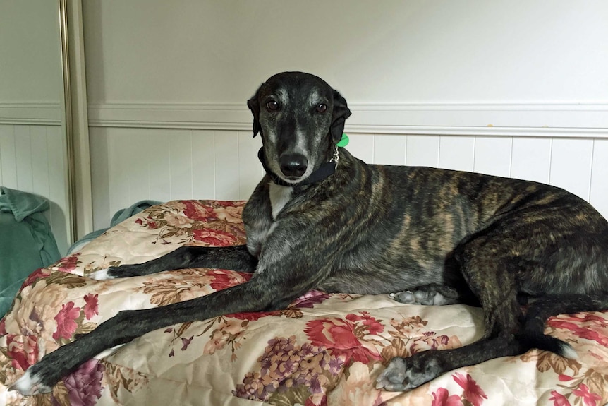 A Greyhound sits on bed in a bed, which is a good breed if you want a dog but live in an apartment.