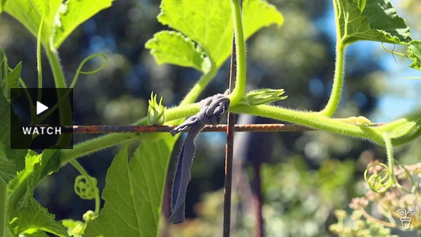 A material plant tie holding a stem to a metal support. Has Video.