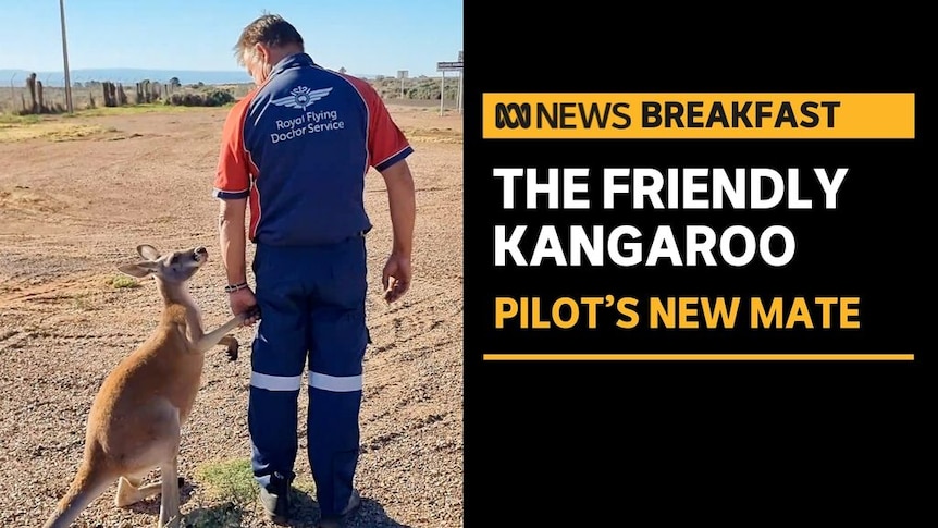 The Friendly Kangaroo, Pulot's New Mate: A man in blue workwear holds hands with a small kangaroo.