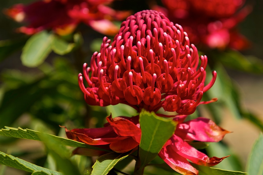A bright red waratah on a green stem with leaves and another two bright red mature waratah's in the background