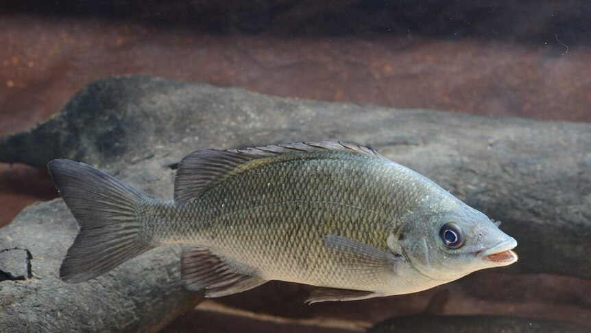 A new grunter fish caught in the Ord River in Western Australia's Kimberley region.