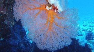 Off WA's Kimberley coast is the Rowley Shoals which contains abundant sea life including this sea fan  (Melithaeidae)