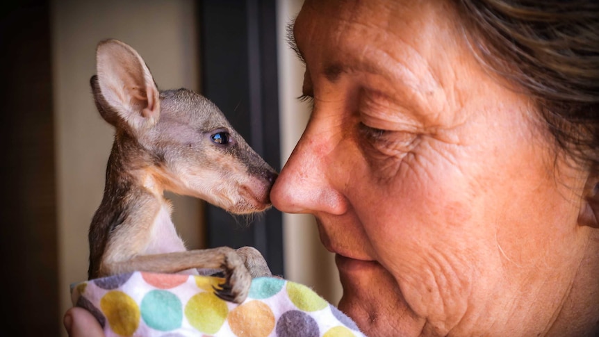 A woman holds a young agile wallaby joey wrapped in a baby's sheet up to her nose.