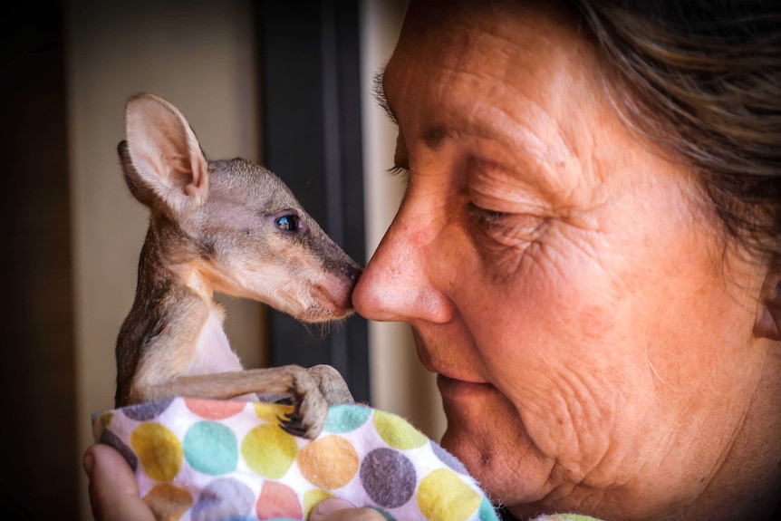 A woman holds a young agile wallaby joey wrapped in a baby's sheet up to her nose.