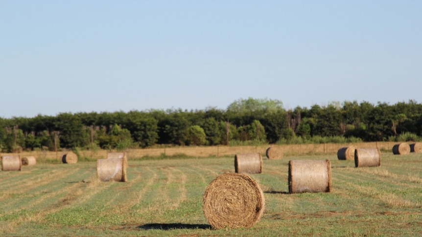 round hay bales in a green paddock, lined by trees in the background