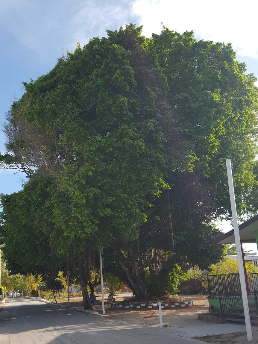 A large fig tree stands tall on Masig (Yorke) Island in the Torres Strait.