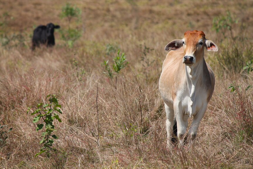 Two cows are pictured in yellow dry grass. The one on the right is blond, the other is further behind on the left, is black.