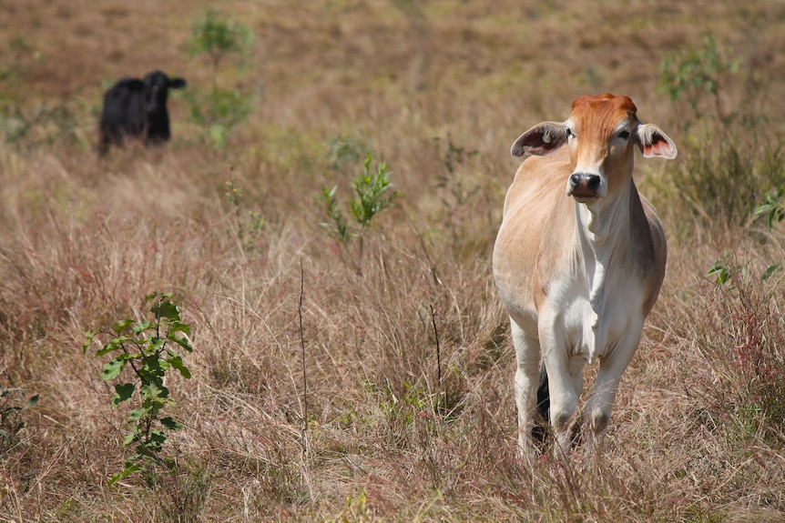 Two cows are pictured in yellow dry grass. The one on the right is blond, the other is further behind on the left, is black.