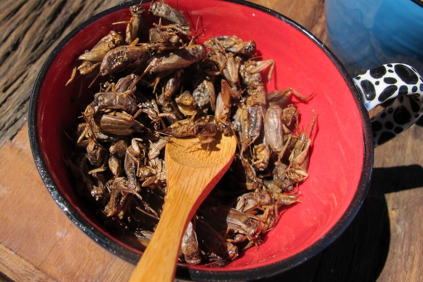 Roasted crickets