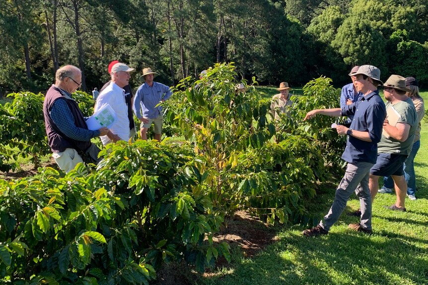 Southern Cross University Associate Professor Tobias Kretzschmar with growers on the coffee research trial plot.