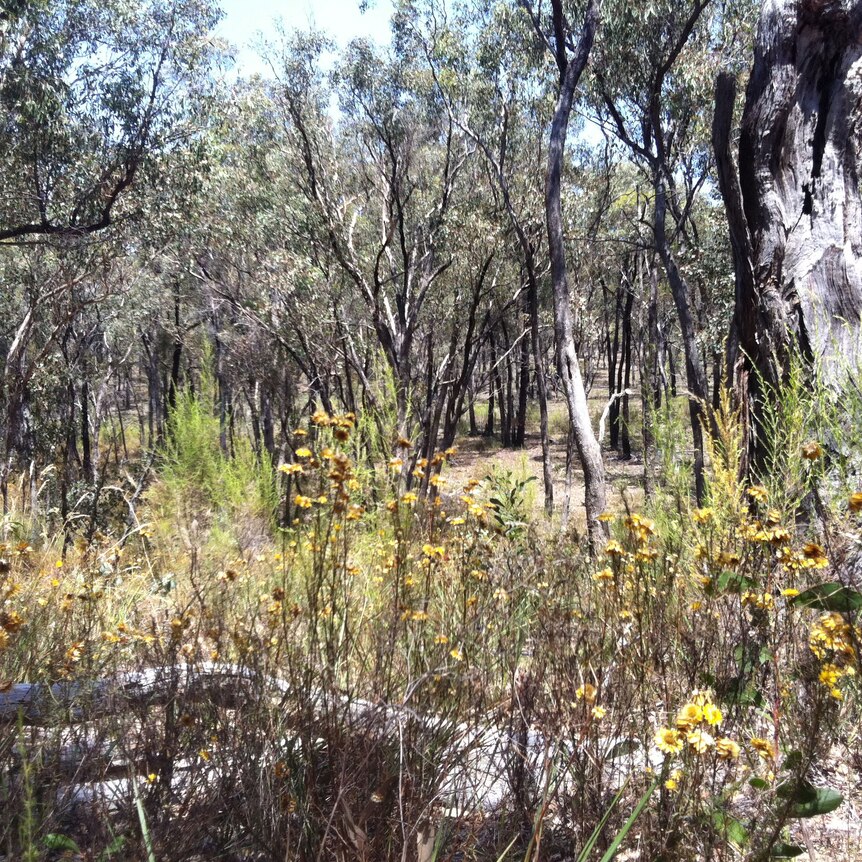 Thin ironbark trees stand behind green shrubs in a state forest