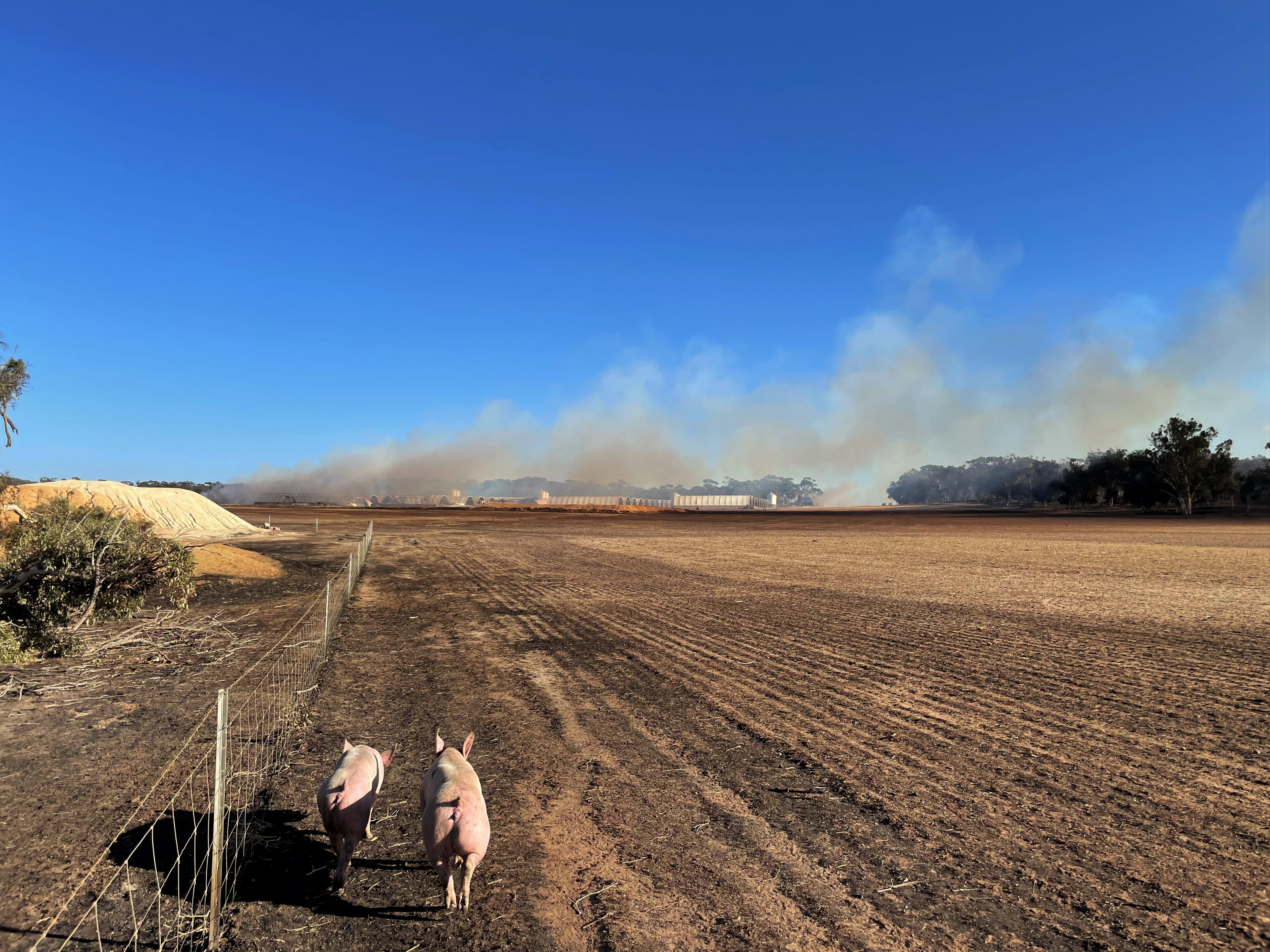 Pigs running towards fire torn piggery.