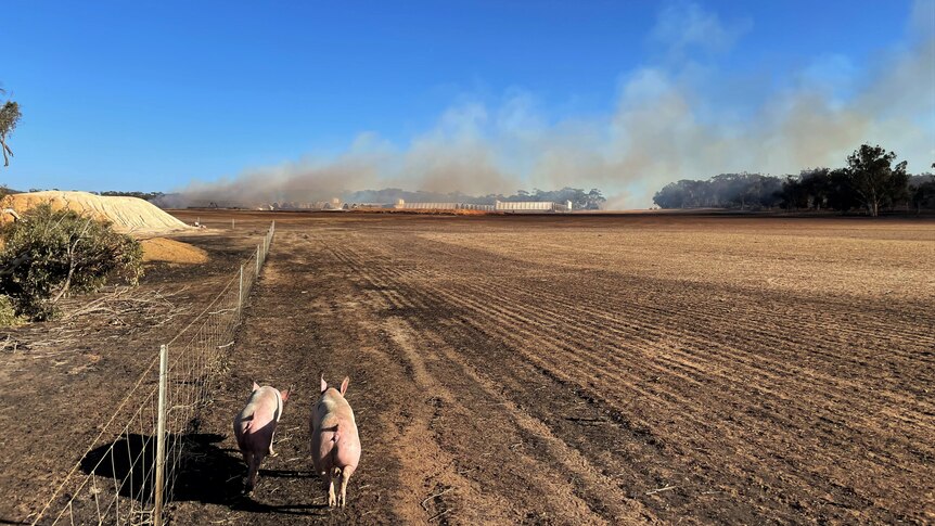 Pigs running towards fire torn piggery.