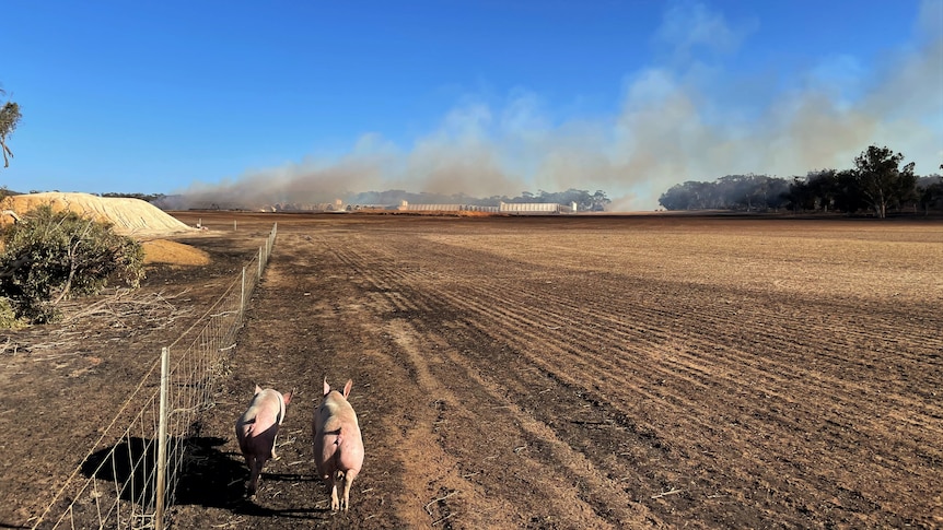 Pigs running towards fire torn piggery.
