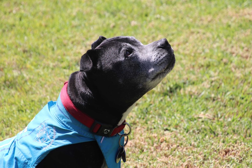 Buddy, David Cantley's assistance dog wearing his jacket, April 2019